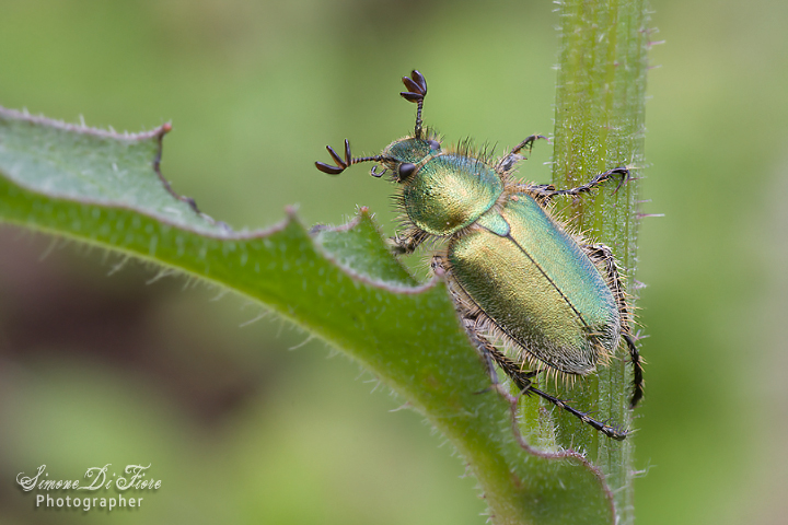 Amphicoma carceli